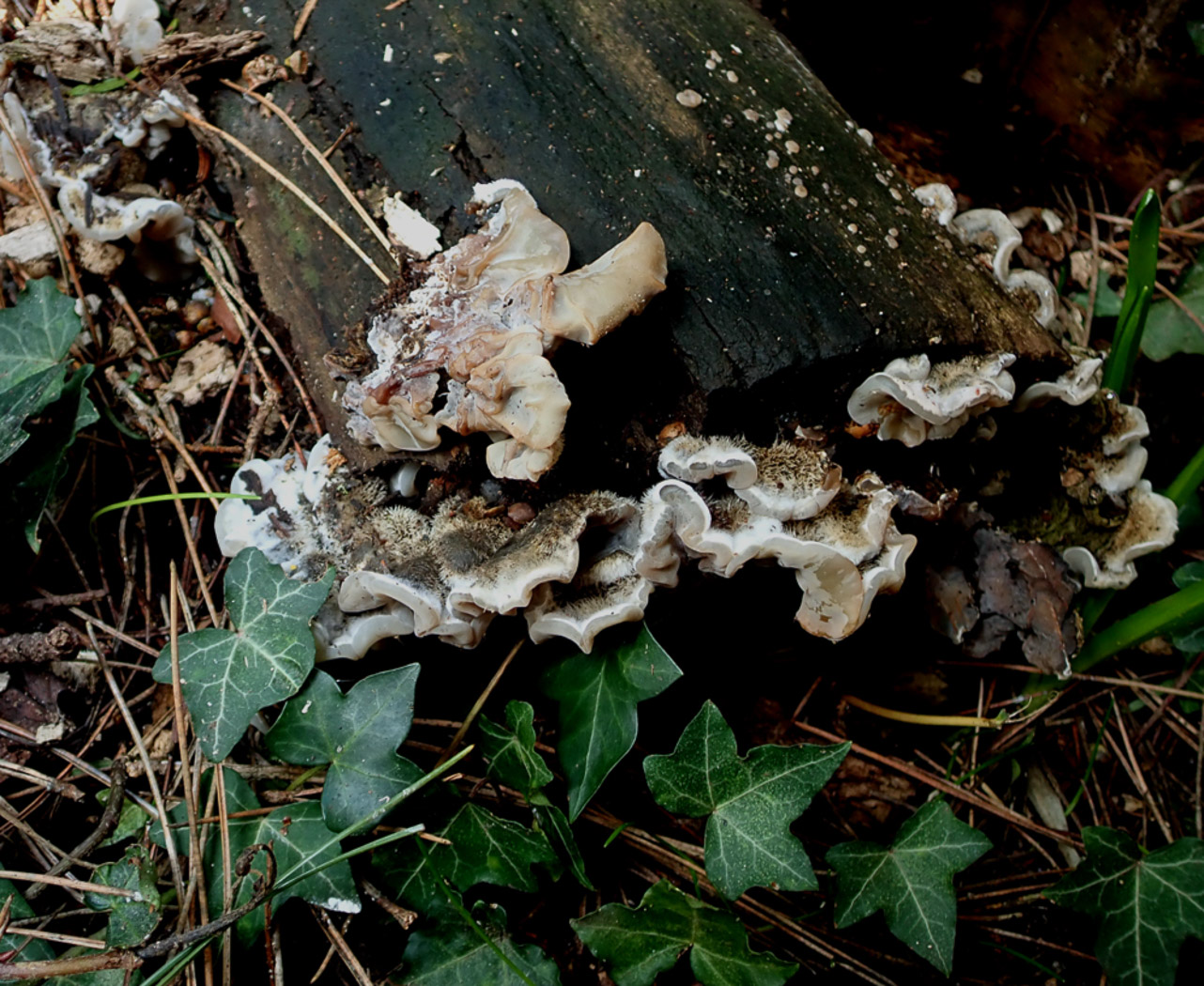 Photo © Penny Cullington Auricularia mesenterica by Penny Cullington